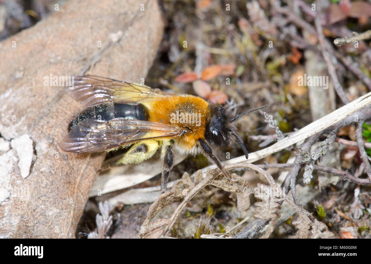 Female Solitary Bee (Andrena nitida), Andrenidae. Sussex, UK Stock Photo