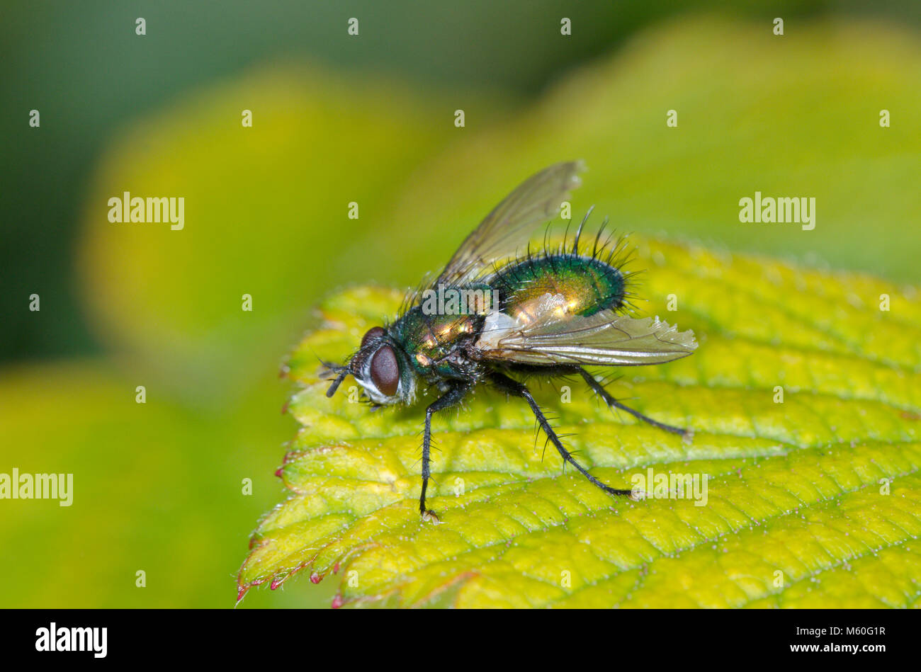 Side view of Green Tachinid Fly (Gymnocheta viridis) in woodland. Tachinidae, Sussex, UK Stock Photo