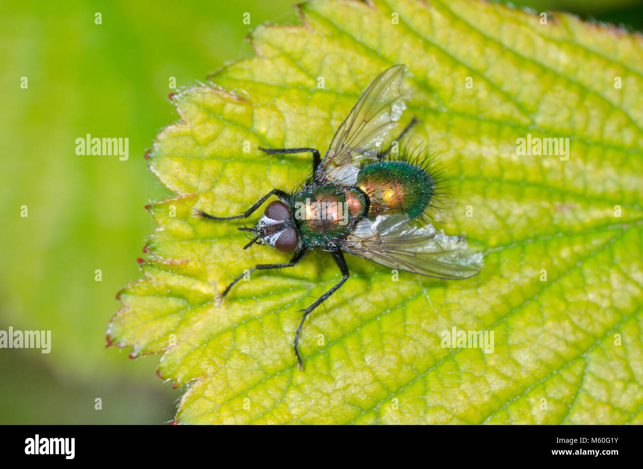 Green Tachinid Fly (Gymnocheta viridis) in woodland. Tachinidae, Sussex, UK Stock Photo