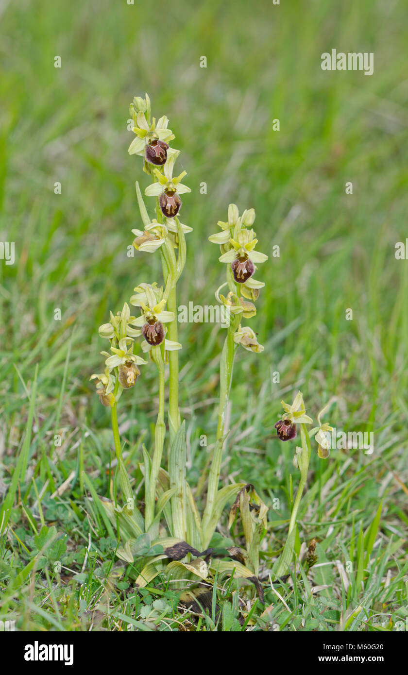 Flowering Group of Early Spider Orchids (Ophrys sphegodes). Sussex, UK Stock Photo