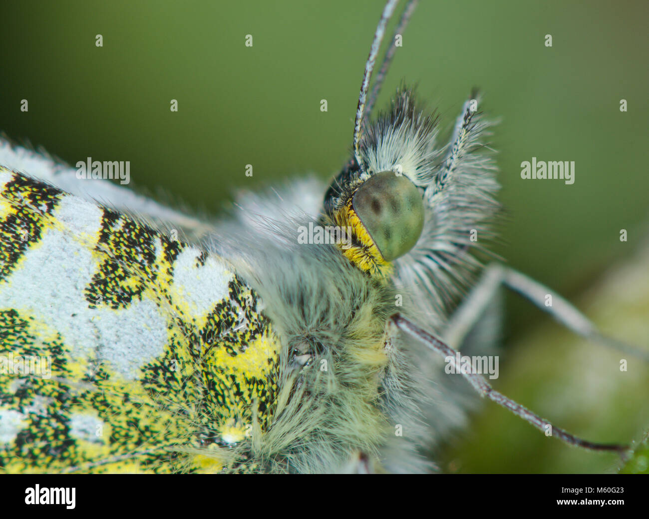 Hairs and wing scales of Male Orange tip Butterfly (Anthocharis cardamines). Sussex, UK Stock Photo