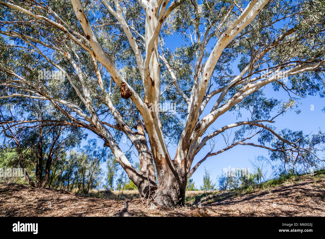 Australia, North-West New South Wales, Bourke, River Redgum on the banks of the Darling River at the Bourke Wharf Stock Photo