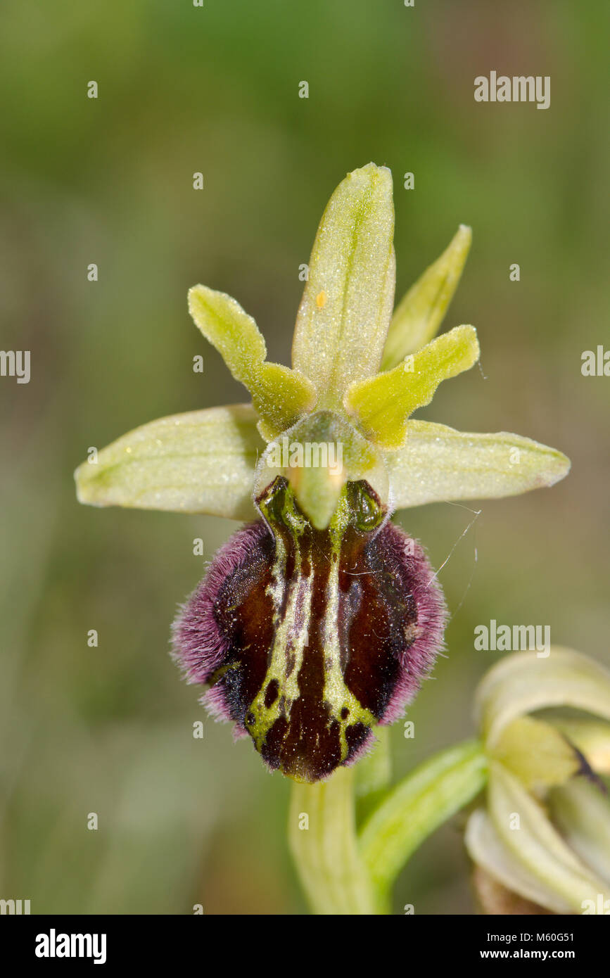 Mutant Flower of Early Spider Orchid (Ophrys sphegodes). Very unusual Lip markings. Sussex, UK Stock Photo