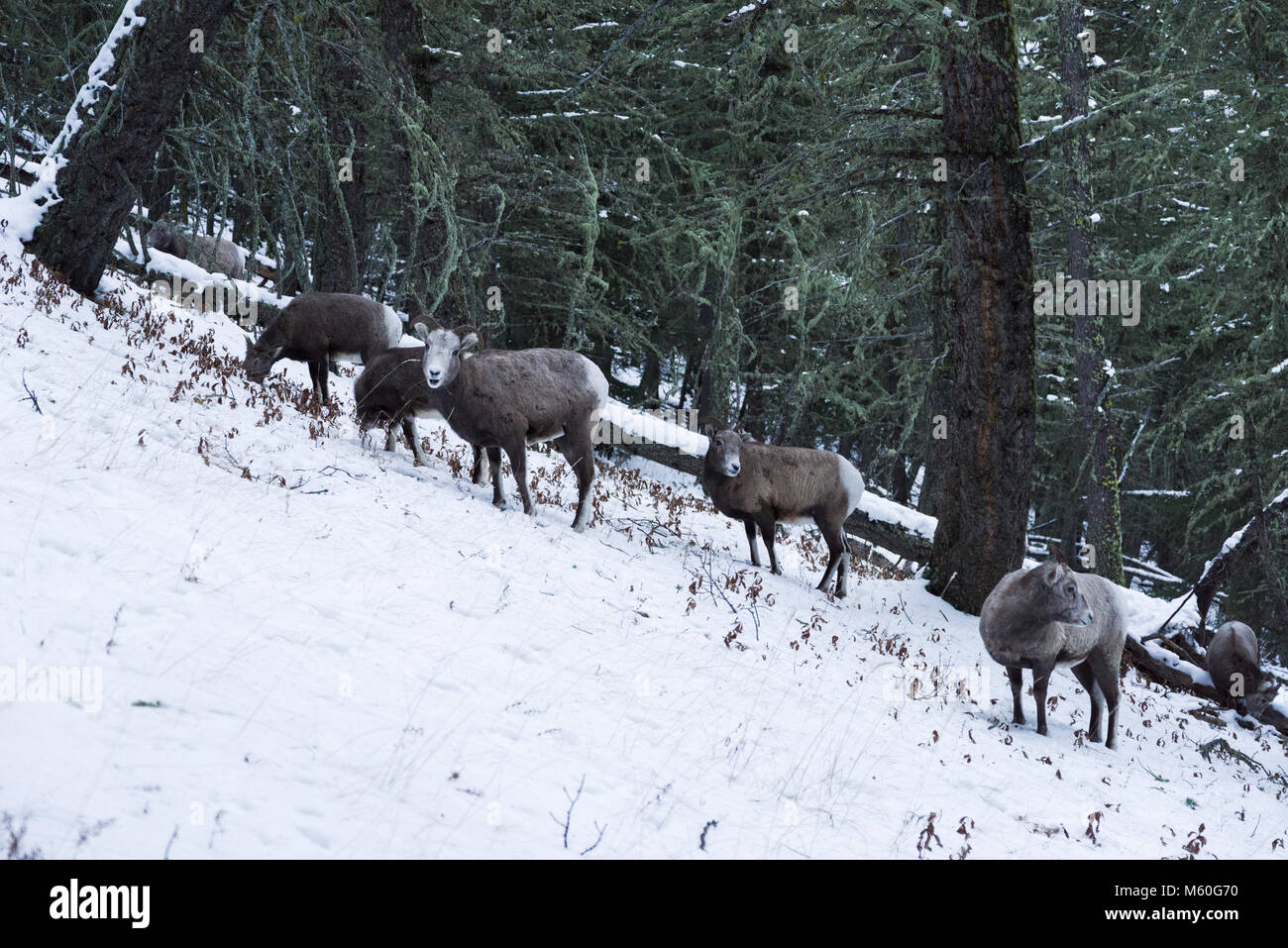 Wild Mountain sheep in the Rocky Mountains Stock Photo