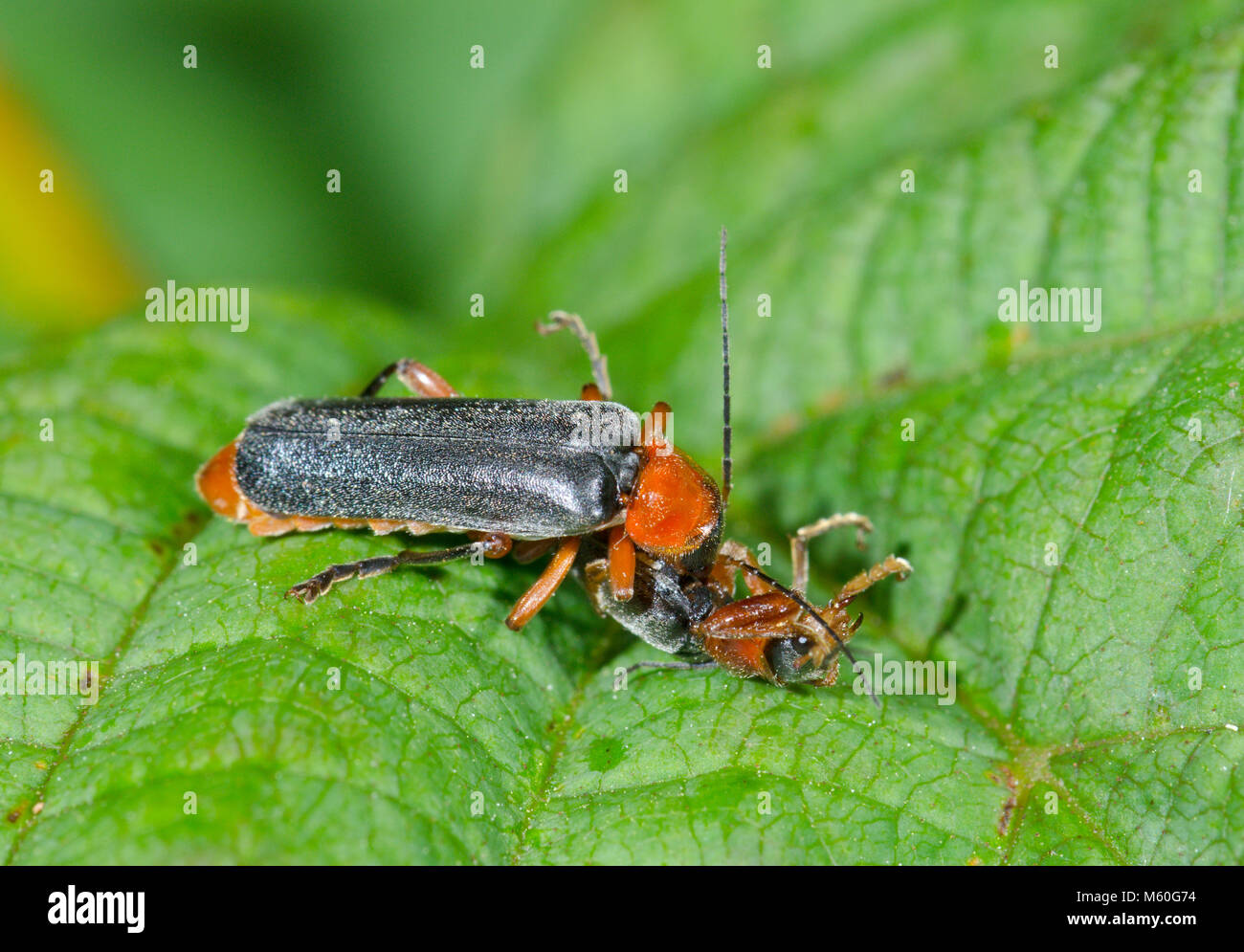 Soldier Beetle eating another (Cantharis pellucida). Cantharidae. Sussex, UK Stock Photo Alamy