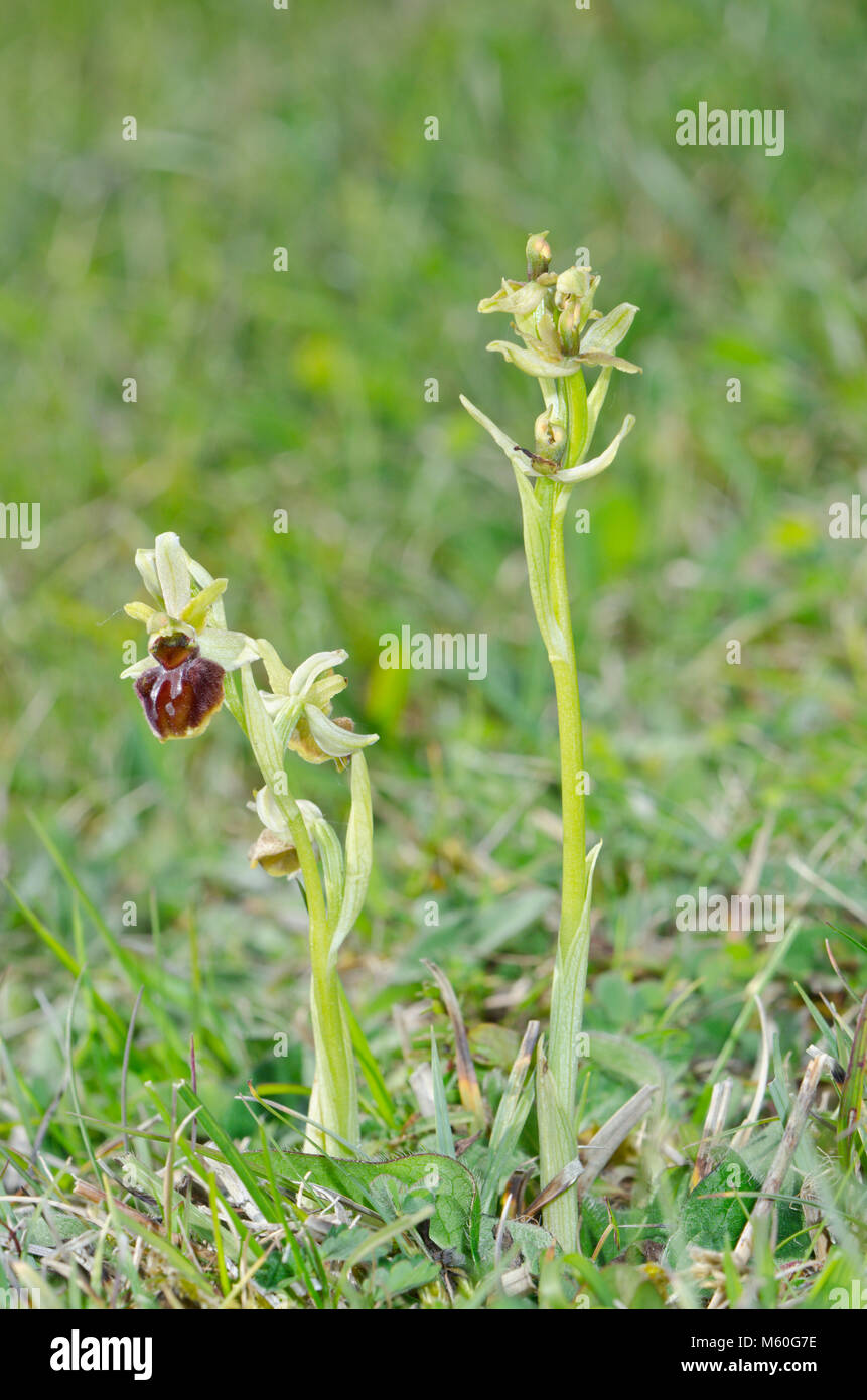 Mutated Orchid Plant lacking Labellum / Lip and Normal Early spider ...