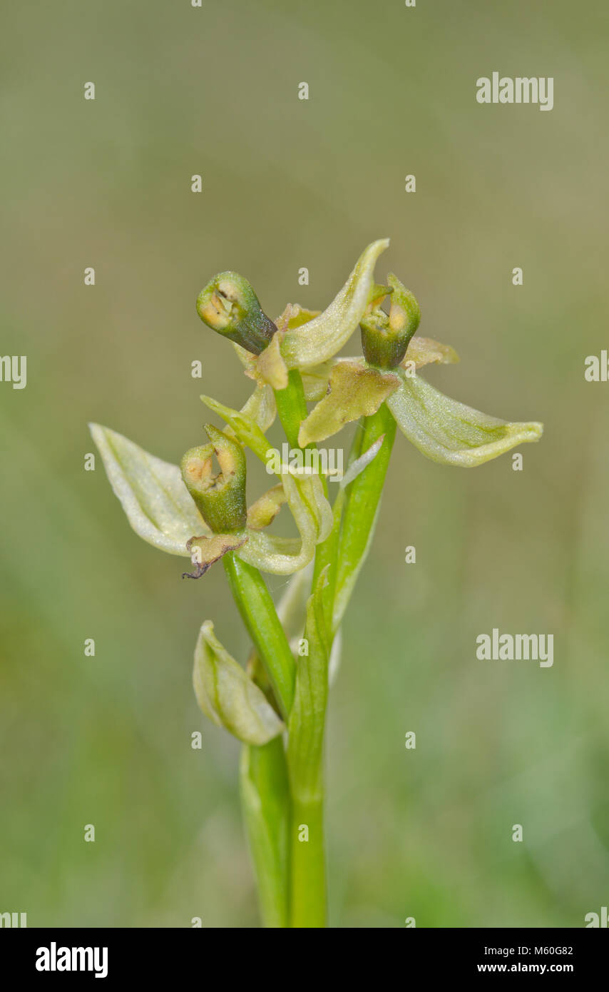 Very rare spike of Pseudopeloric or Mutant Early spider Orchid Plant (Ophrys sphegodes) with no labella or lip. Sussex, UK Stock Photo