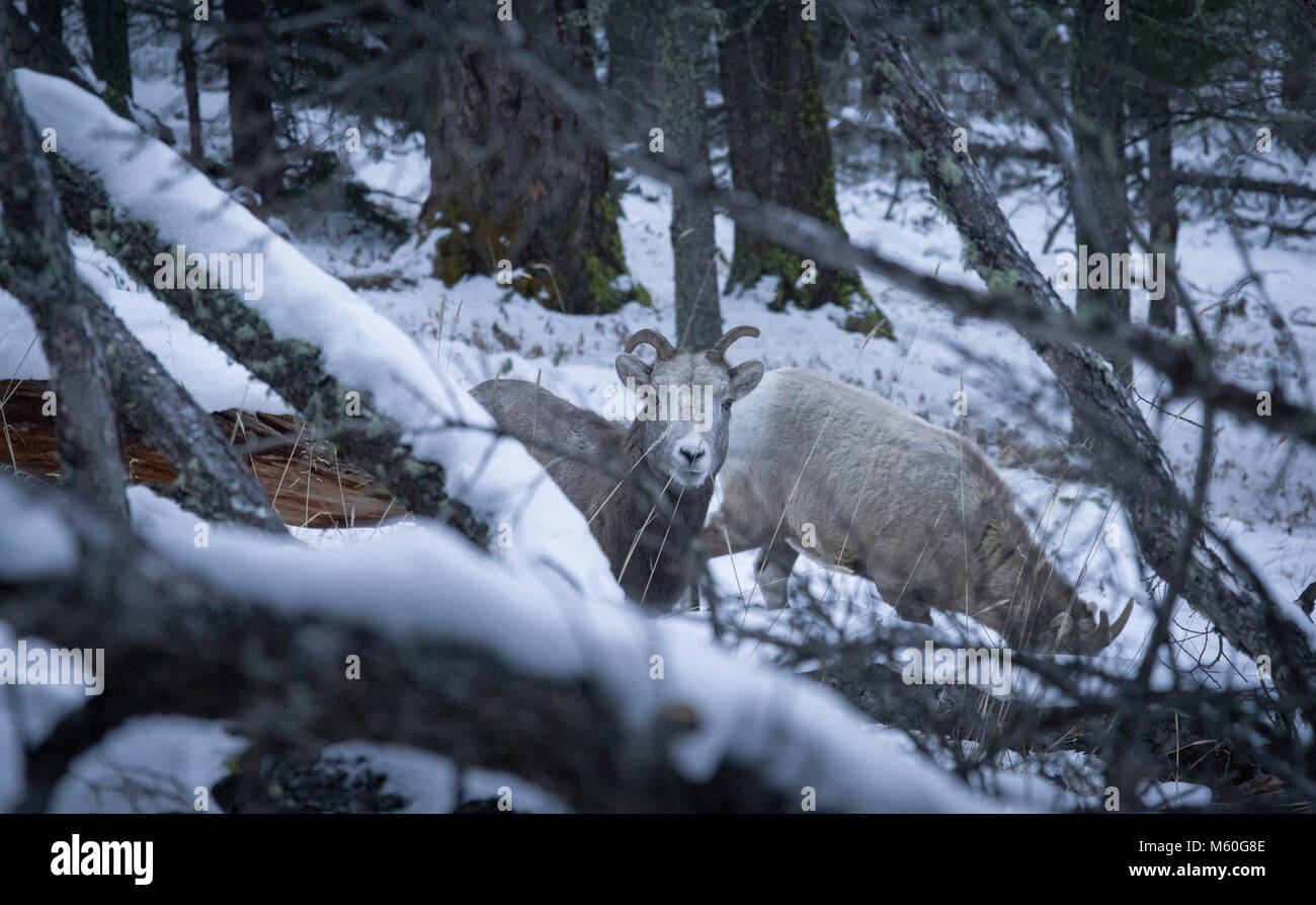 Wild Mountain sheep in the Rocky Mountains Stock Photo