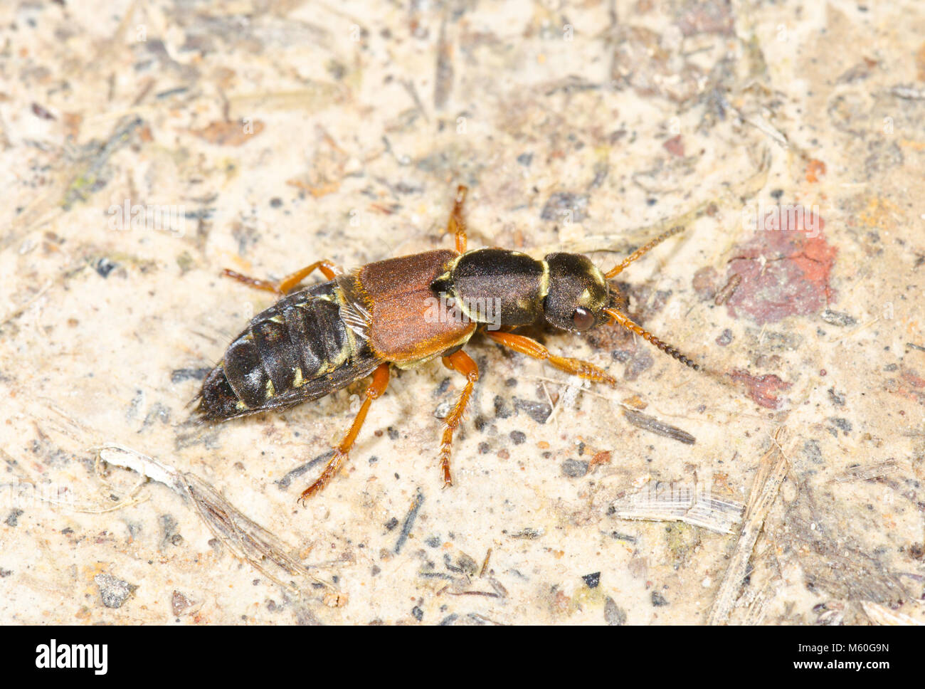 Rove Beetle (Staphylinus dimidiaticornis), Staphylinidae. Sussex, UK Stock Photo