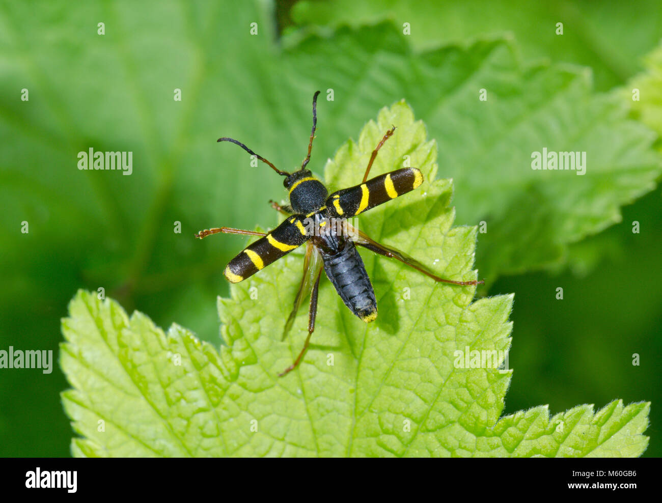 Wasp Beetle in flight (Clytus arietis) insect in flight. Cerambycidae. Sussex, UK Stock Photo