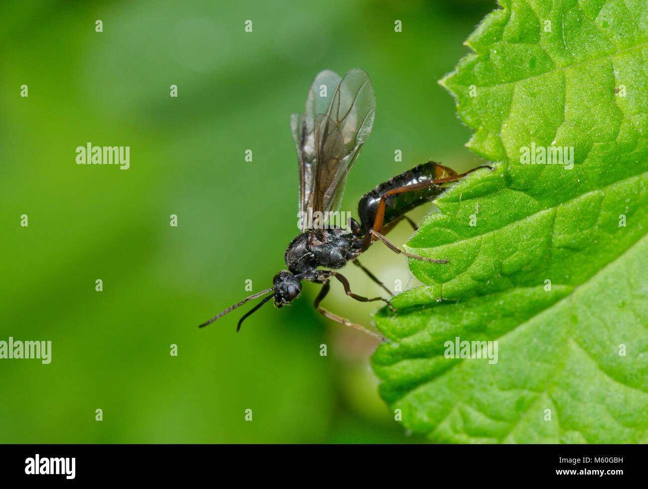 Winged Male Alate Southern Wood Ant (Formica rufa) about to fly. Sussex, UK Stock Photo