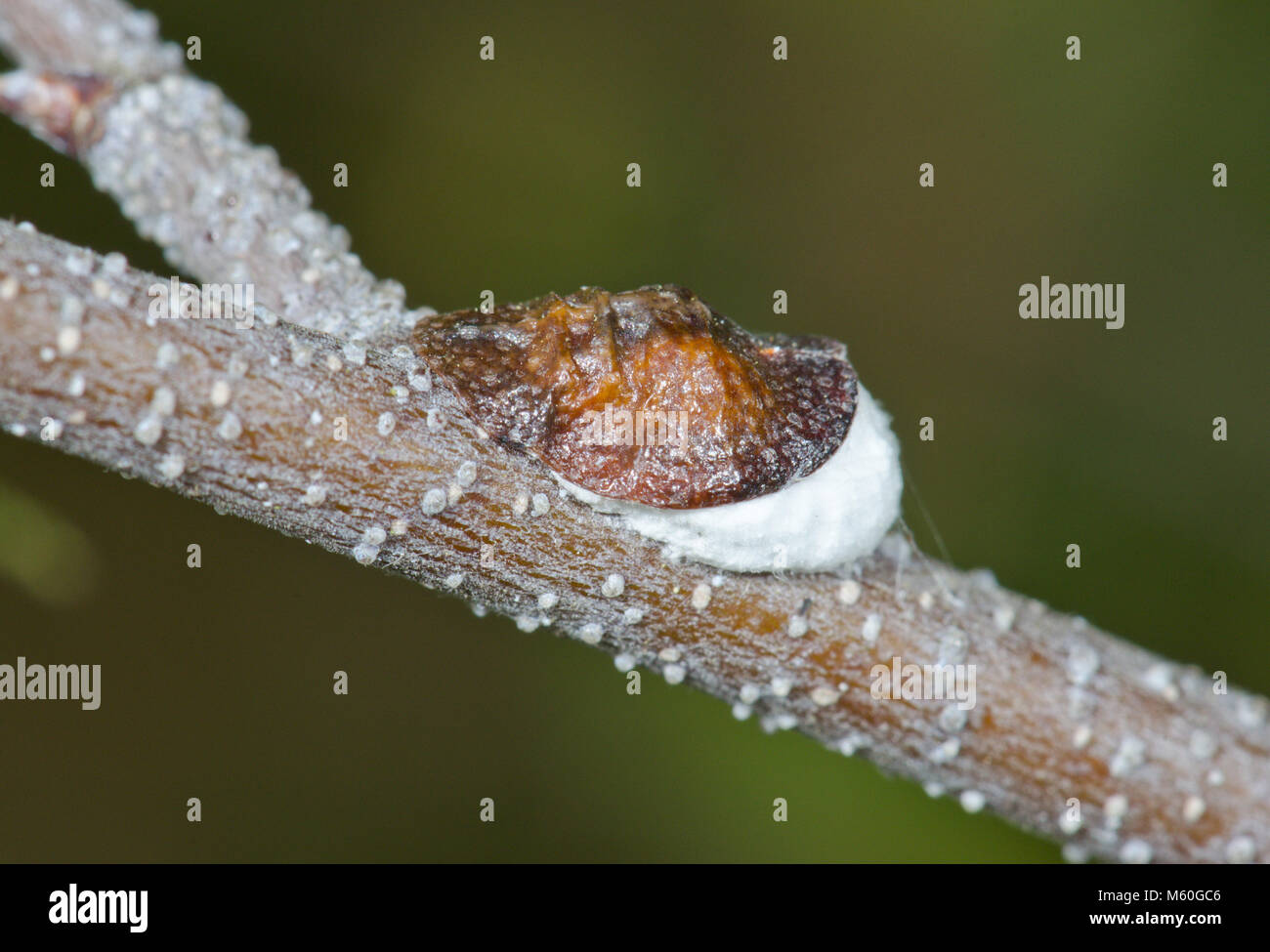 Woolly vine scale (Pulvinaria vitis), Coccidae. Sussex, UK Stock Photo