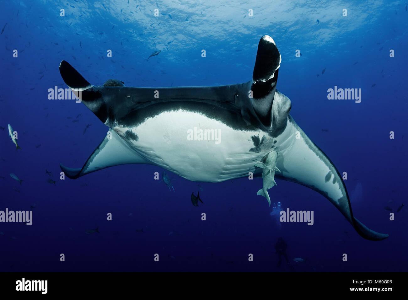 Ray Mantis Giant oceanic manta ray front hi-res stock photography and images - Alamy