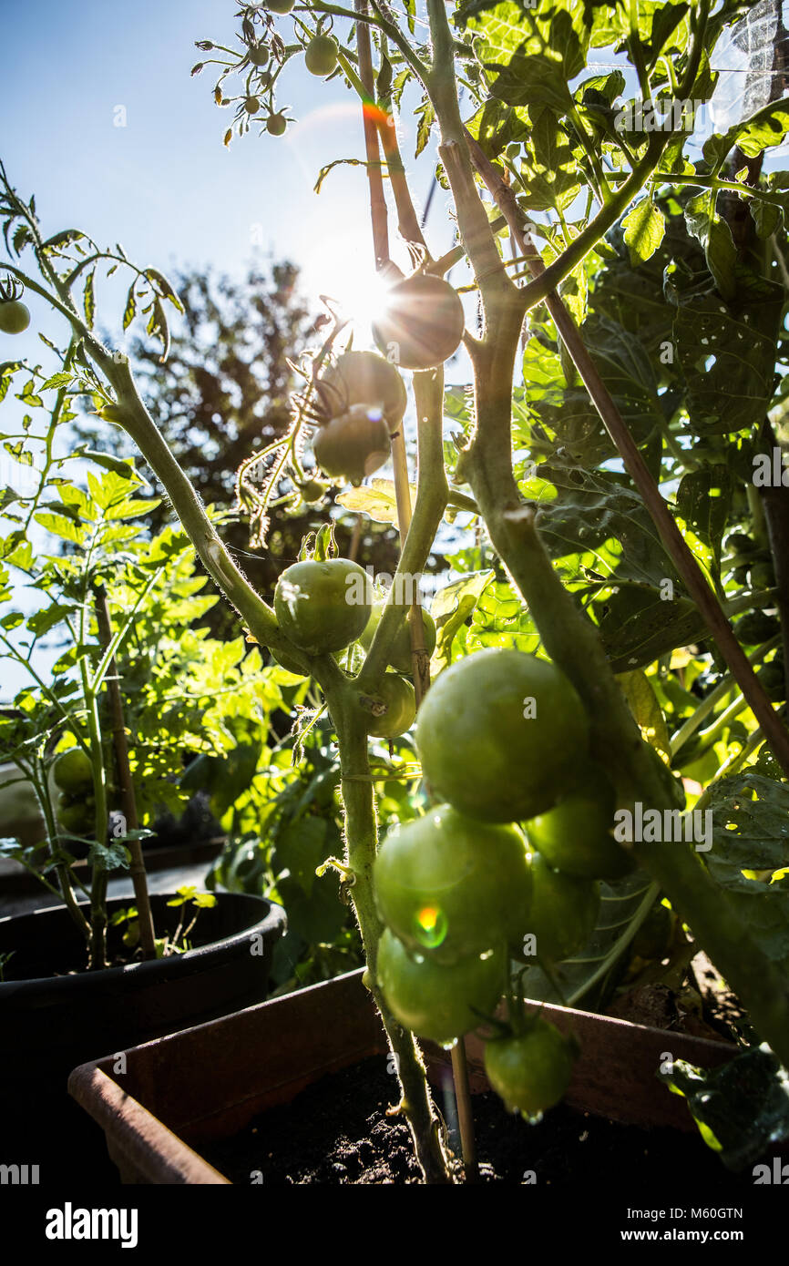 Tomoato plant hires stock photography and images Alamy