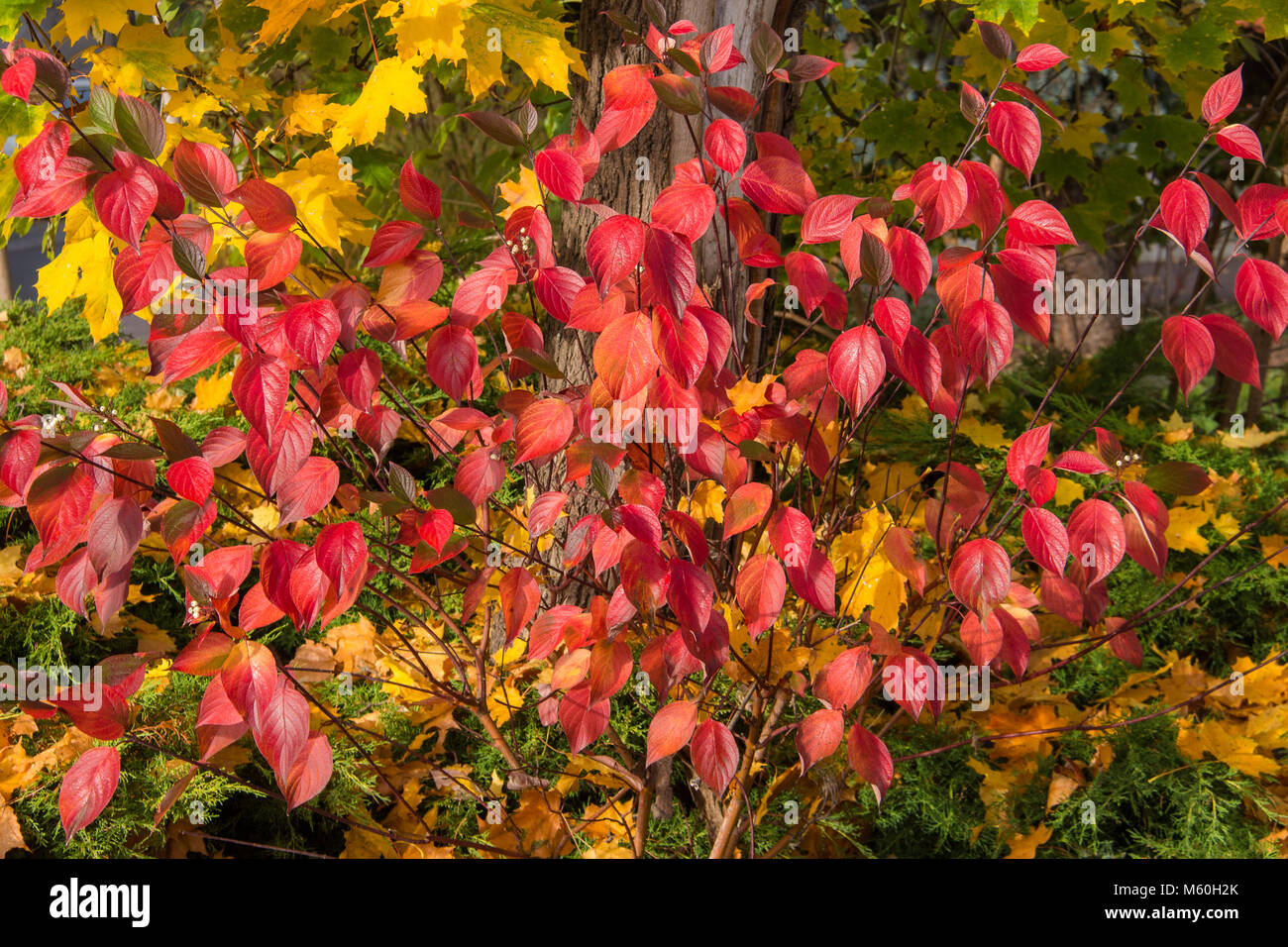 Autumn colors at its best Stock Photo