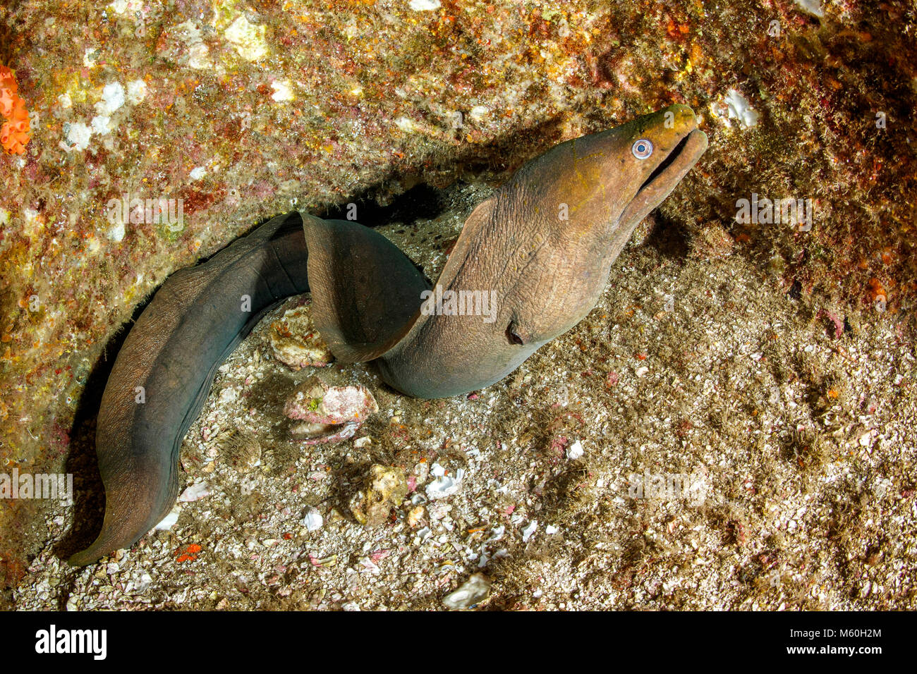 Panamic Green Moray Eel, Gymnothorax castaneus, Socorro Island, Revillagigedo Islands, Mexico Stock Photo