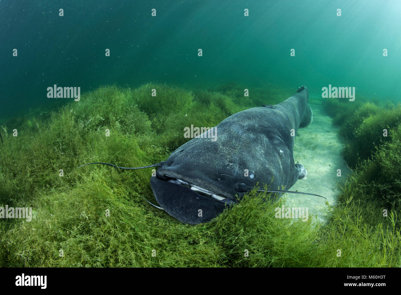 Wels Catfish, Silurus glanis, Lake Neuchatel, Switzerland Stock Photo -  Alamy