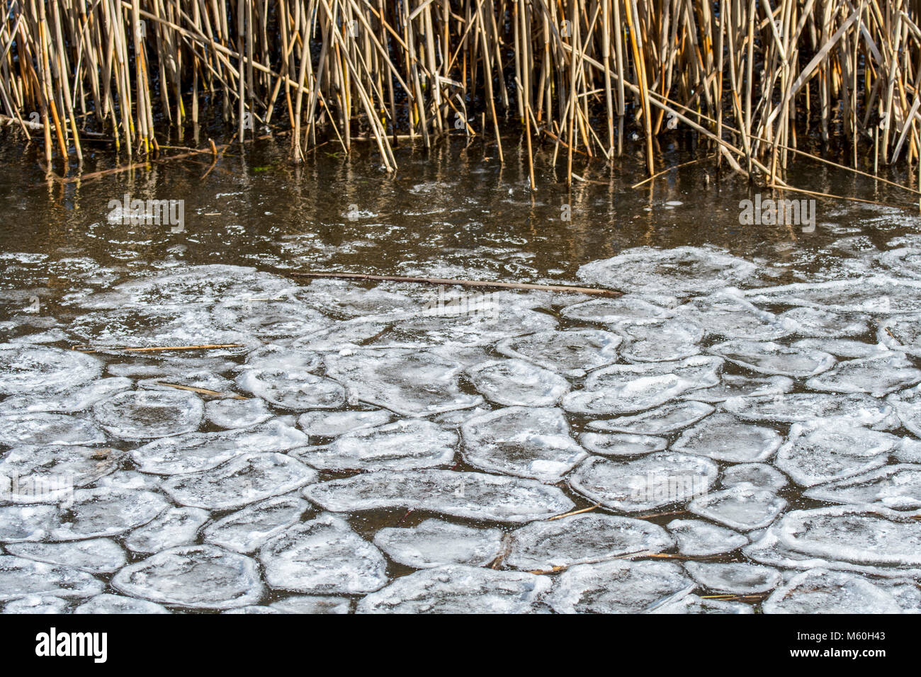Reed stems along pond / lake / stream trapped in broken natural ice sheet due to lowering of water level in winter Stock Photo