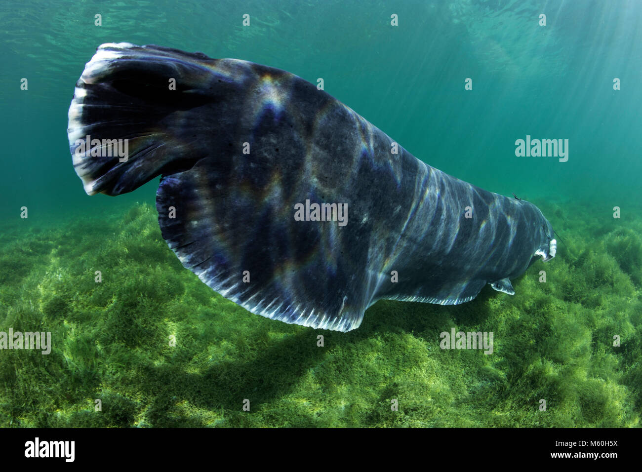 Wels Catfish, Silurus glanis, Lake Neuchatel, Switzerland Stock Photo