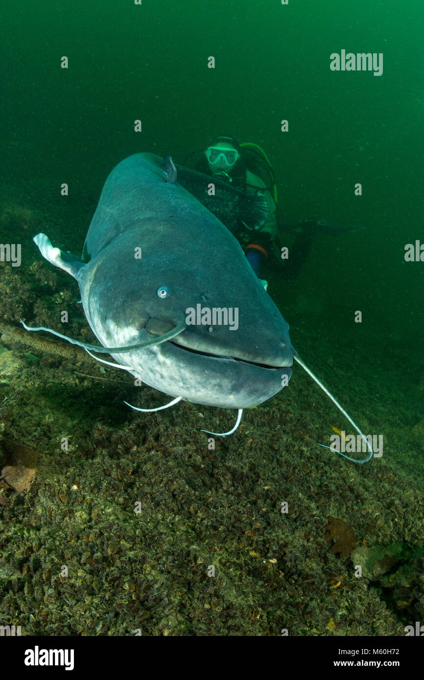 Wels Catfish and Scuba Diver, Silurus glanis, Aar River, Switzerland Stock Photo