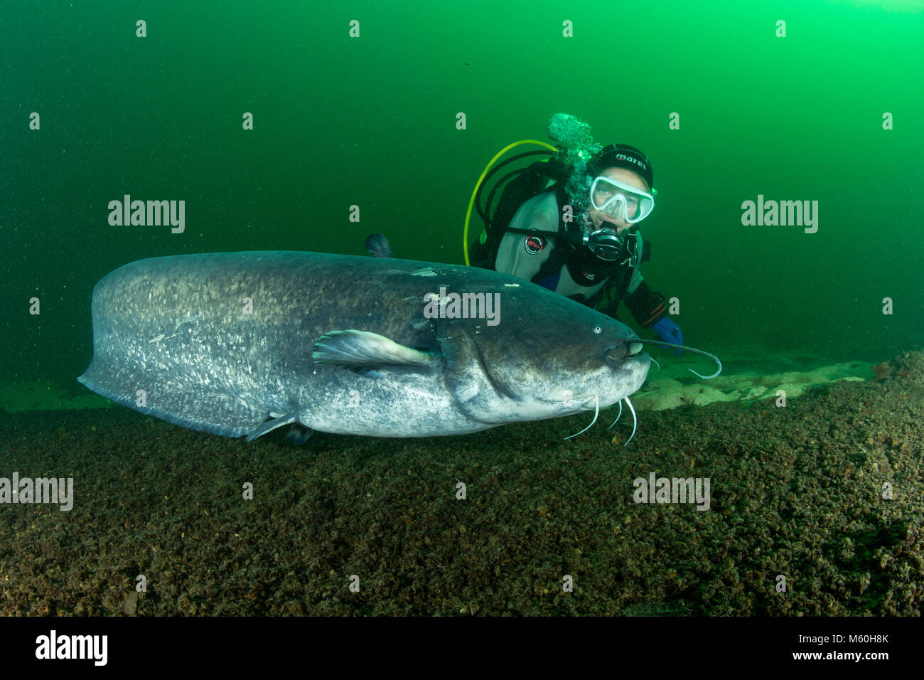 Wels Catfish and Scuba Diver, Silurus glanis, Aar River, Switzerland Stock Photo