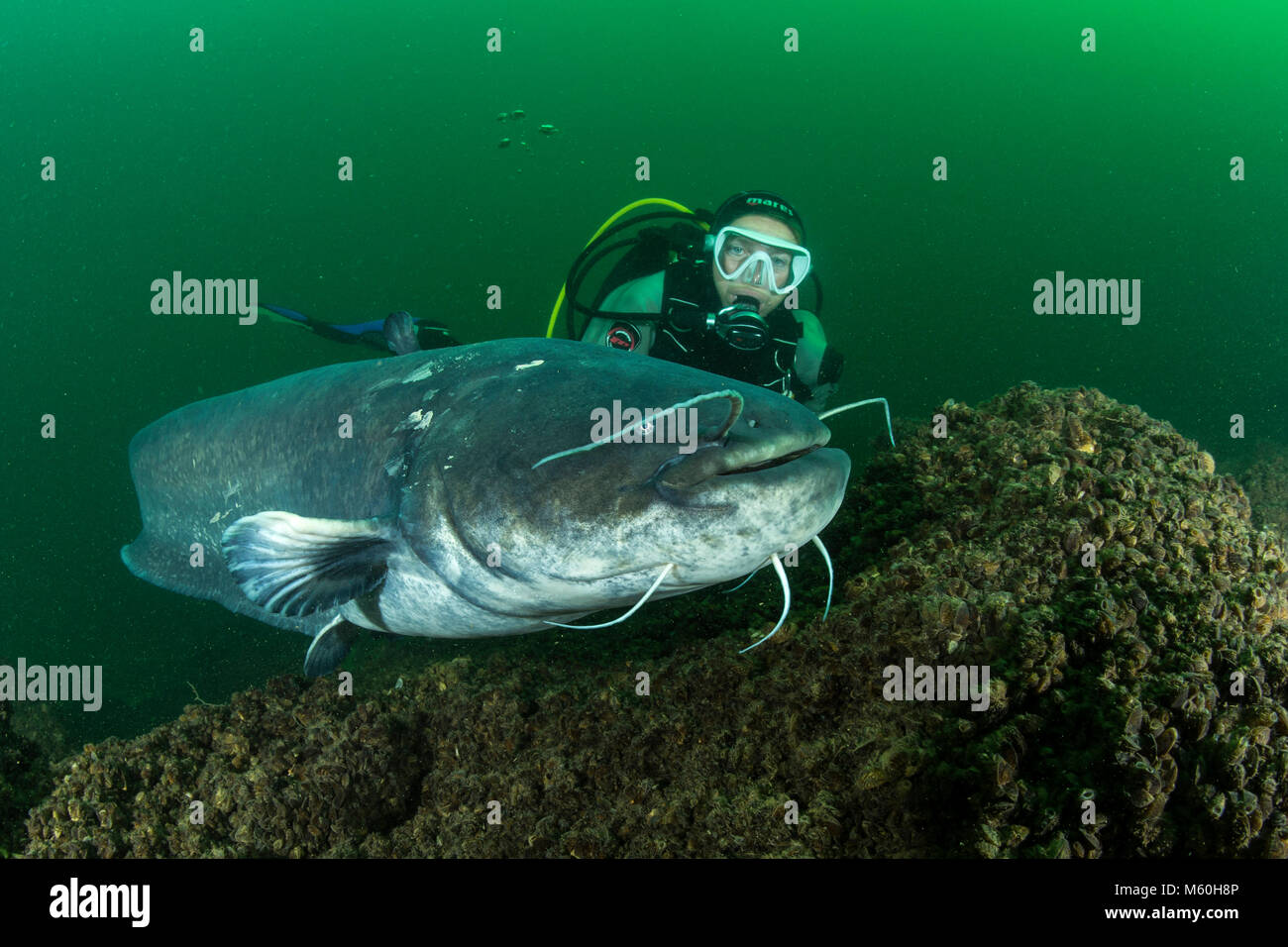 Wels Catfish and Scuba Diver, Silurus glanis, Aar River, Switzerland Stock Photo