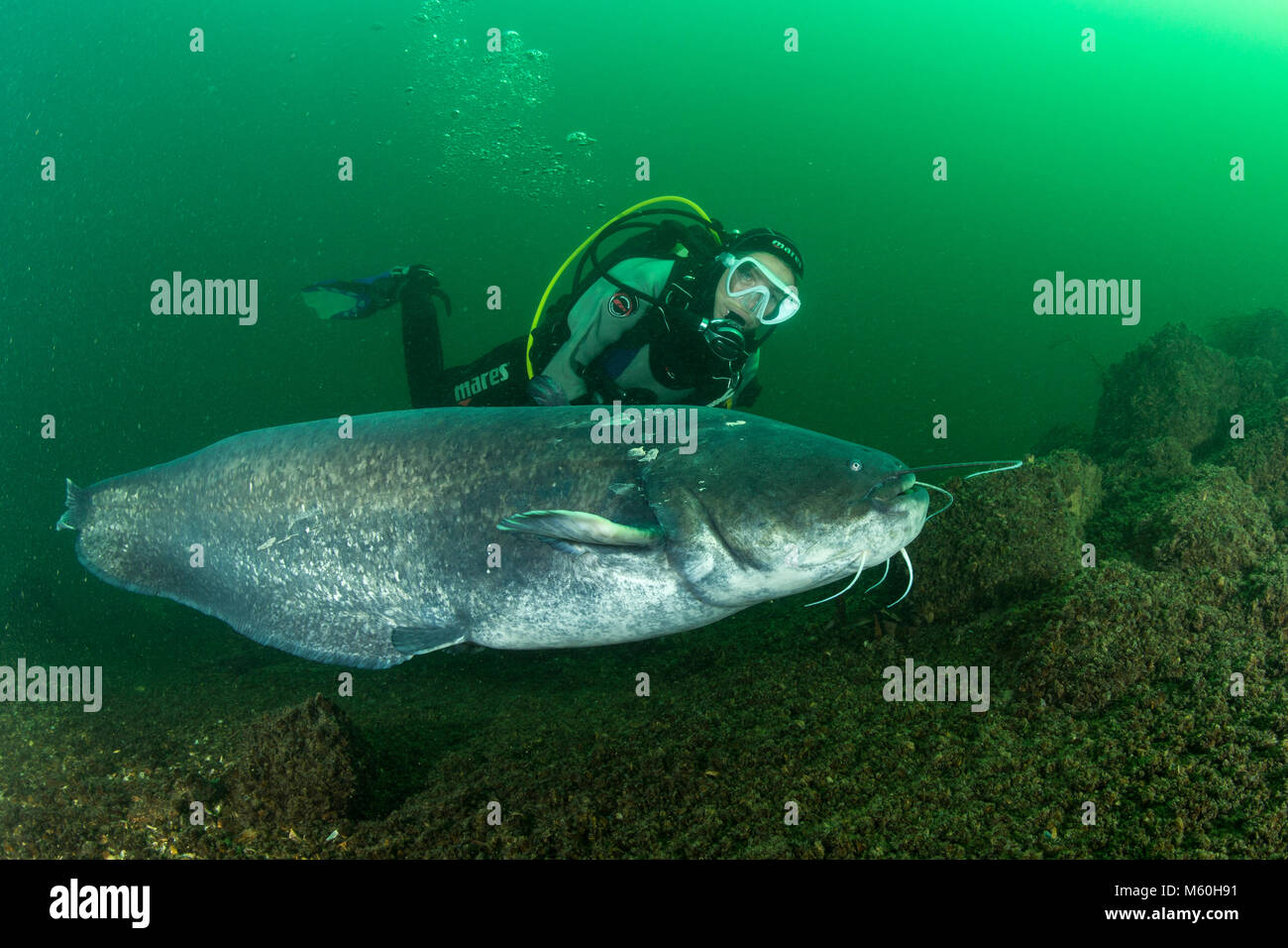 Wels Catfish and Scuba Diver, Silurus glanis, Aar River, Switzerland Stock Photo