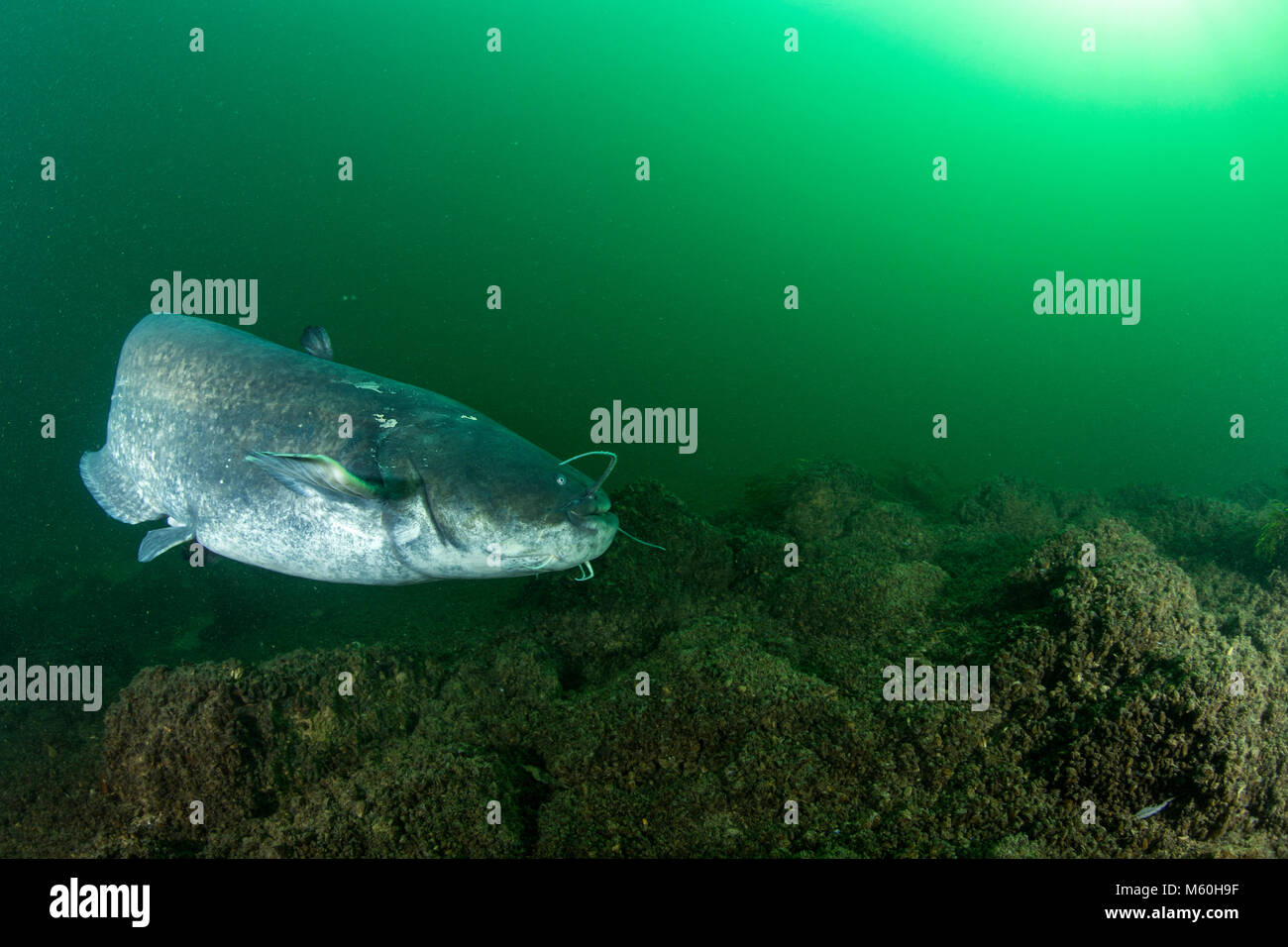 Wels Catfish, Silurus glanis, Aar River, Switzerland Stock Photo