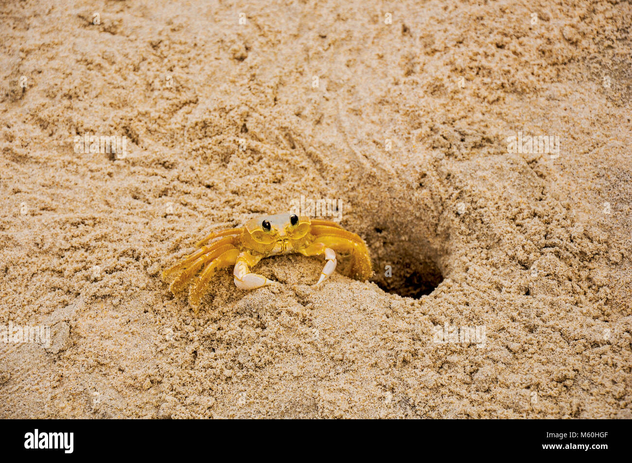 Crab Burrow Stock Photos & Crab Burrow Stock Images Alamy
