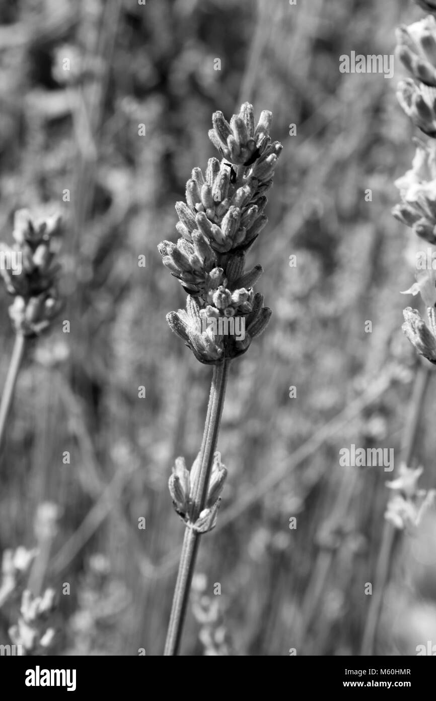 Black And White Lavender Stock Photo