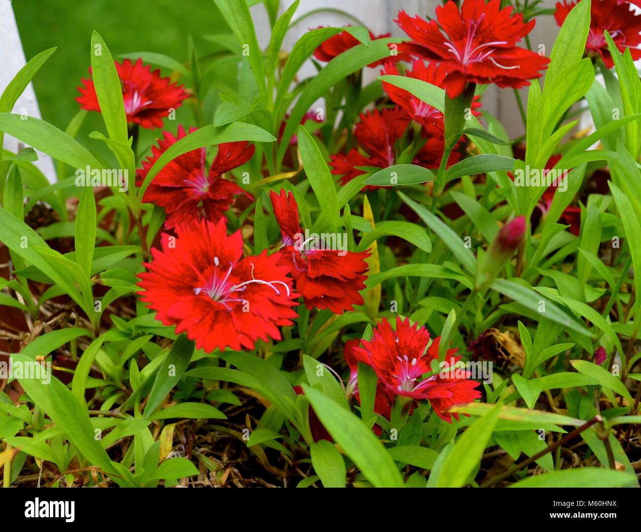 Beautiful Natural Flowers Stock Photo - Alamy