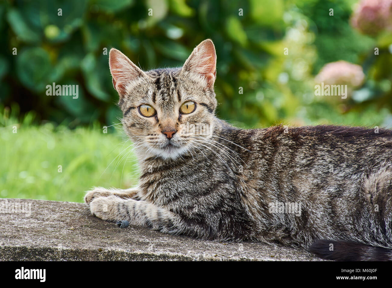 tabby cat on a wall looking in camera Stock Photo