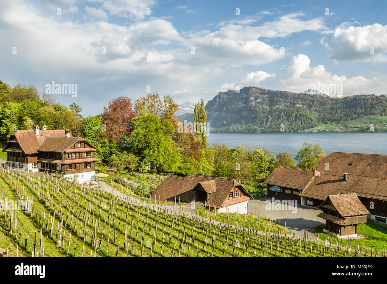Vineyards at Meggenhorn Castle, Lake Lucerne, Switzerland Stock Photo