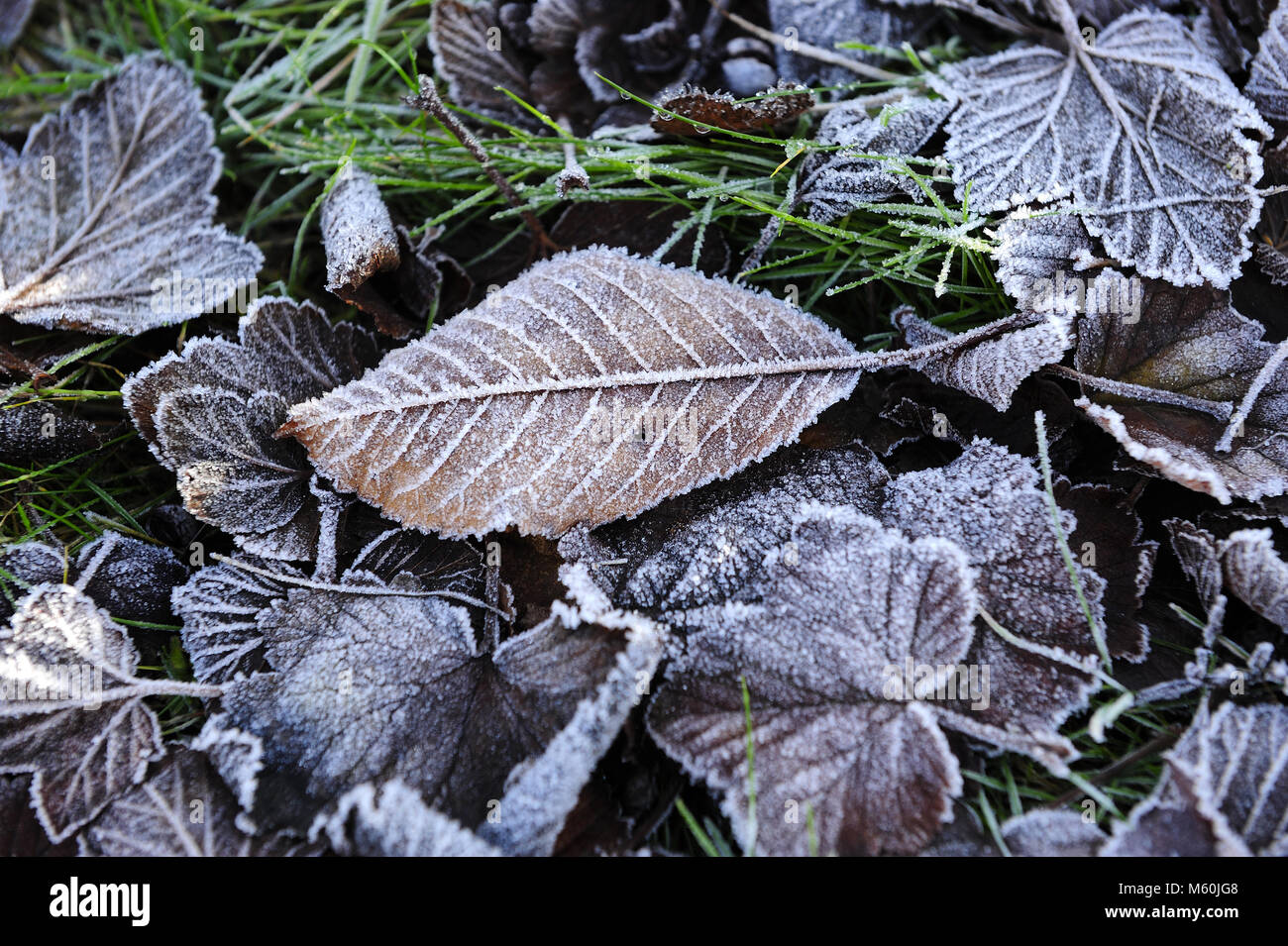 winter, frosts, hoarfrost, leaves, still life, natural, beauty, season, weather, minus temperature, Stock Photo