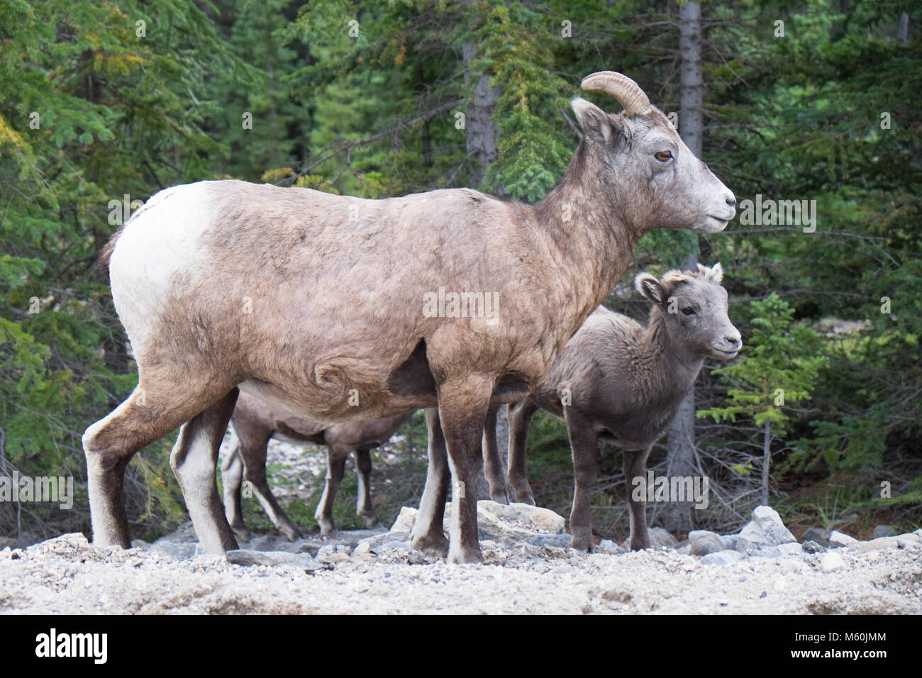 Mother & lamb. Wild mountain sheep Canadaian Rockies Stock Photo - Alamy