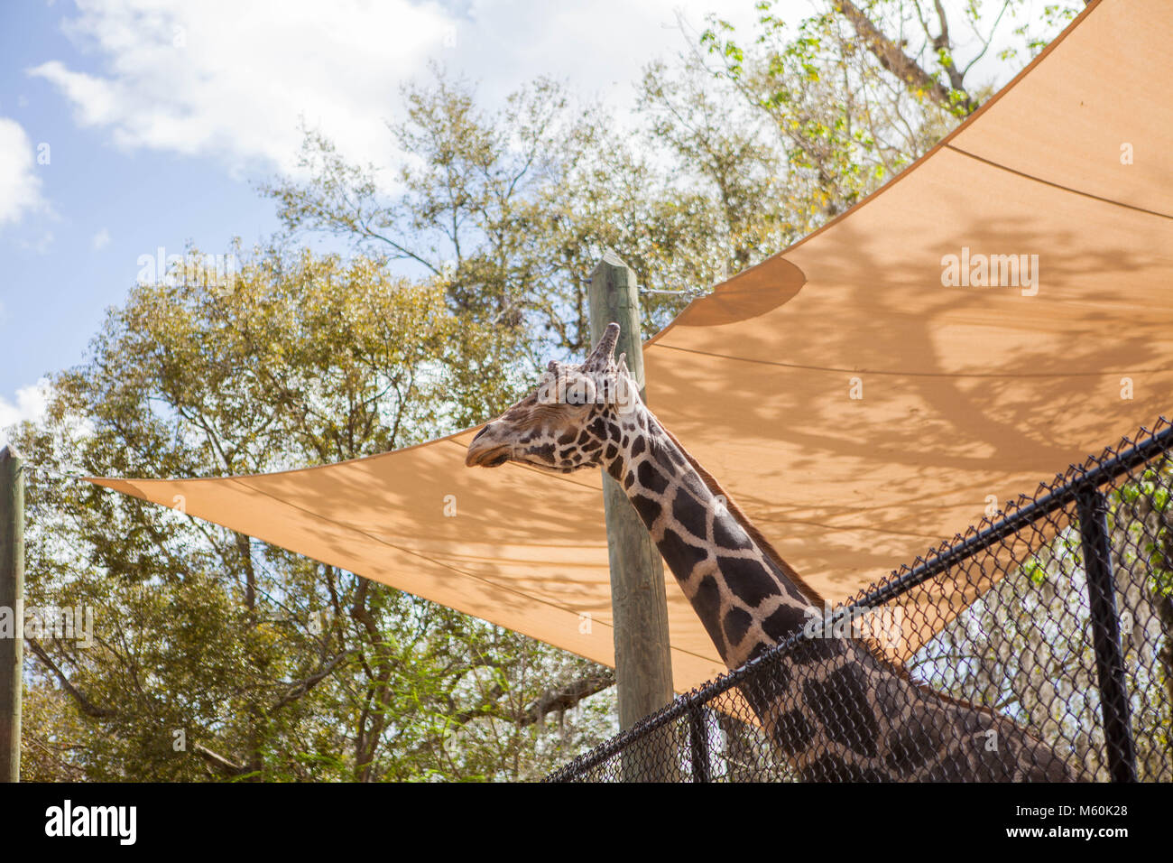 Giraffe central florida zoo and botanical gardens stock photo alamy