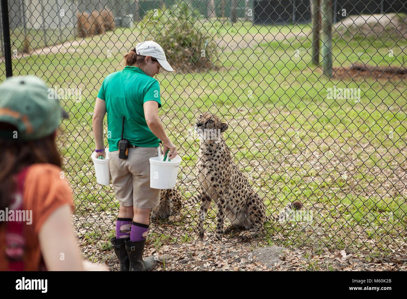 Cheetah Feeding, Central Florida Zoo and Botanical Gardens Stock Photo