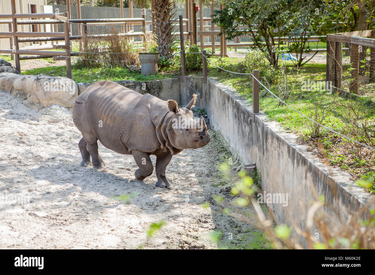 Indian Rhino At The Central Florida Zoo And Botanical Gardens