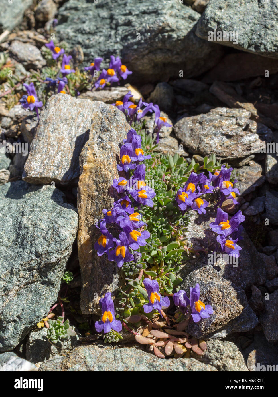 Alpine flower Linaria Alpina(Alpine Toadflax ) . Photo taken at an altitude of 2600 meters. Aosta valley, Italy Stock Photo