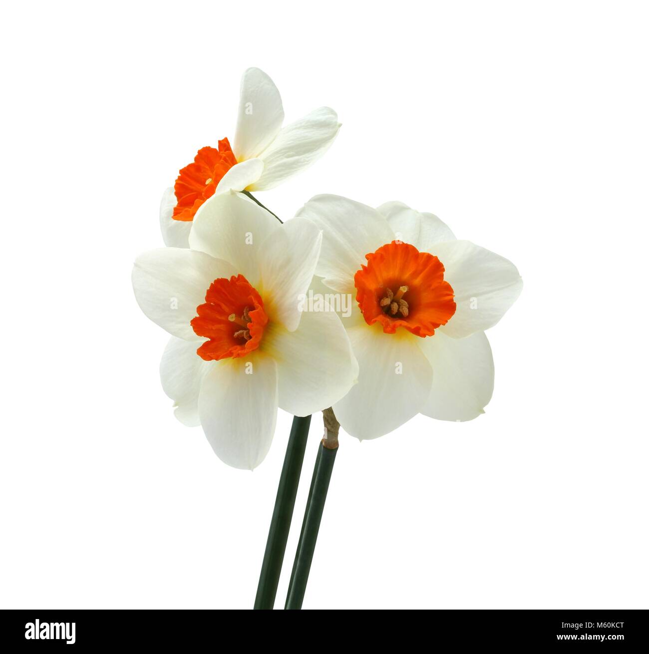 Bouquet of three daffodils isolated on white background Stock Photo - Alamy