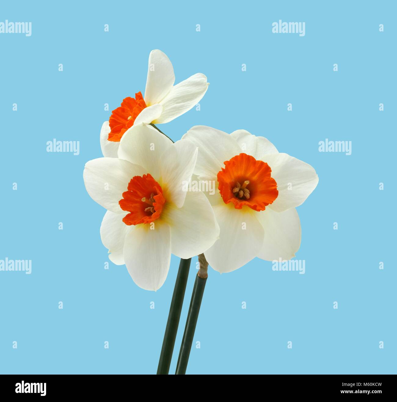Bouquet of three daffodils isolated on light blue background Stock ...