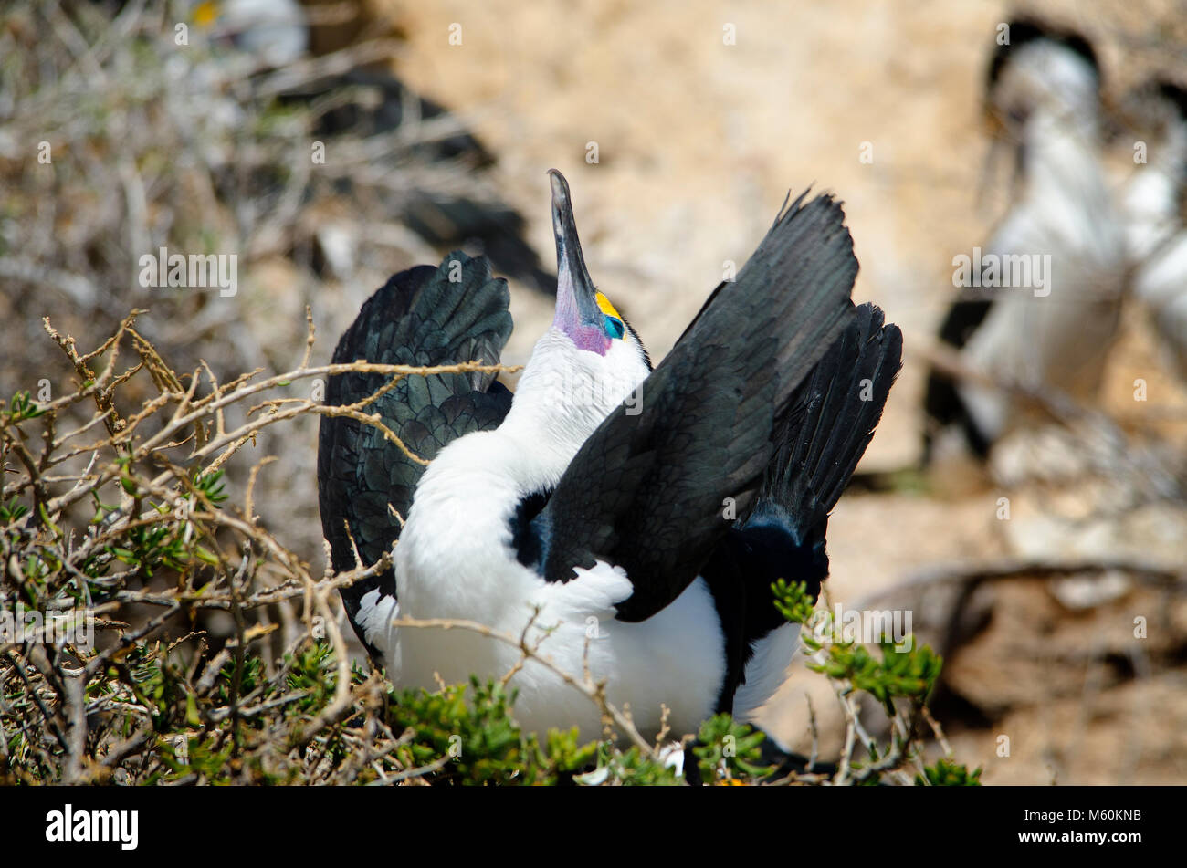 Courtship display during breeding season. Pied Cormorant (Phalacrocorax