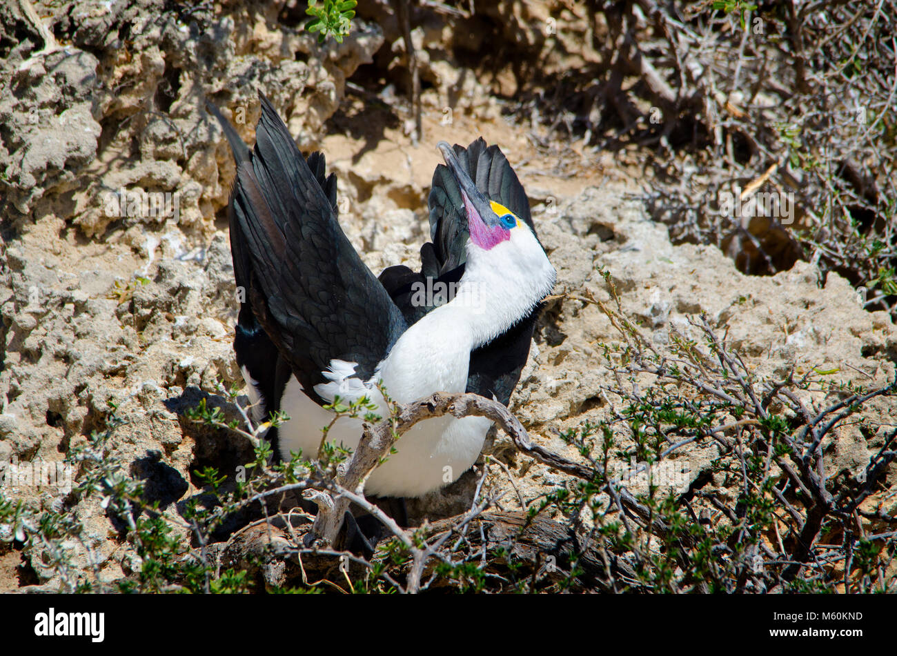 Courtship display during breeding season. Pied Cormorant (Phalacrocorax