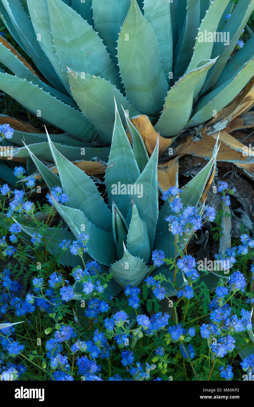 Agave, Blue Phacelia, Glorietta Canyon, Anza-Borrego Desert State Park, California Stock Photo