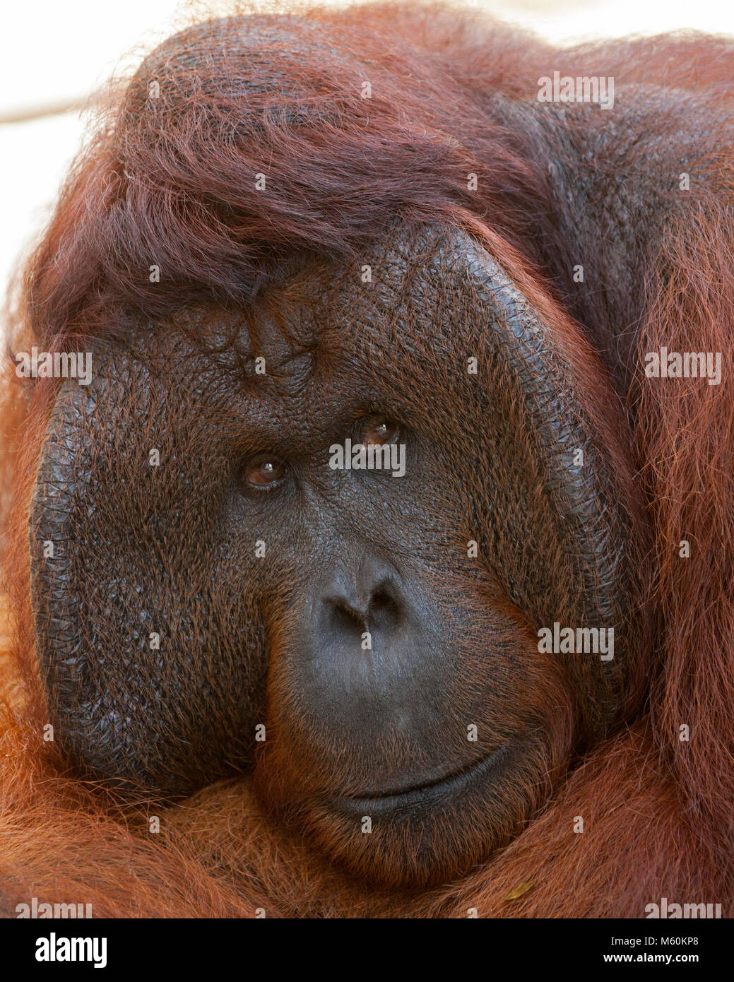 Wild orangutan dominant male (Pongo pygmaeus) in Tanjung Puting National Park on the island of Borneo Stock Photo