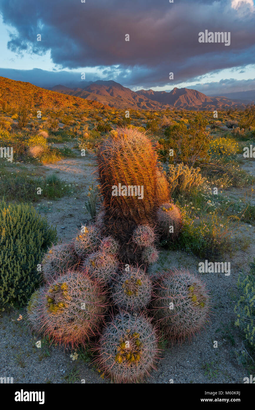 Anza borrego desert state park cactus hi-res stock photography and