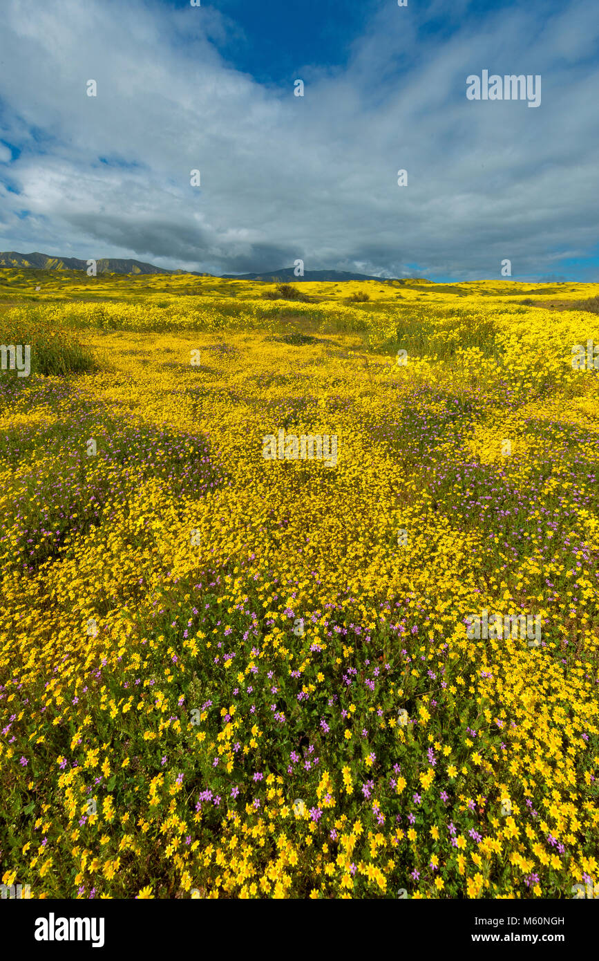 Goldfields, Baby Blue Eyes, Monolopia, Carizzo Plain National Monument, San Luis Obispo County, California Stock Photo