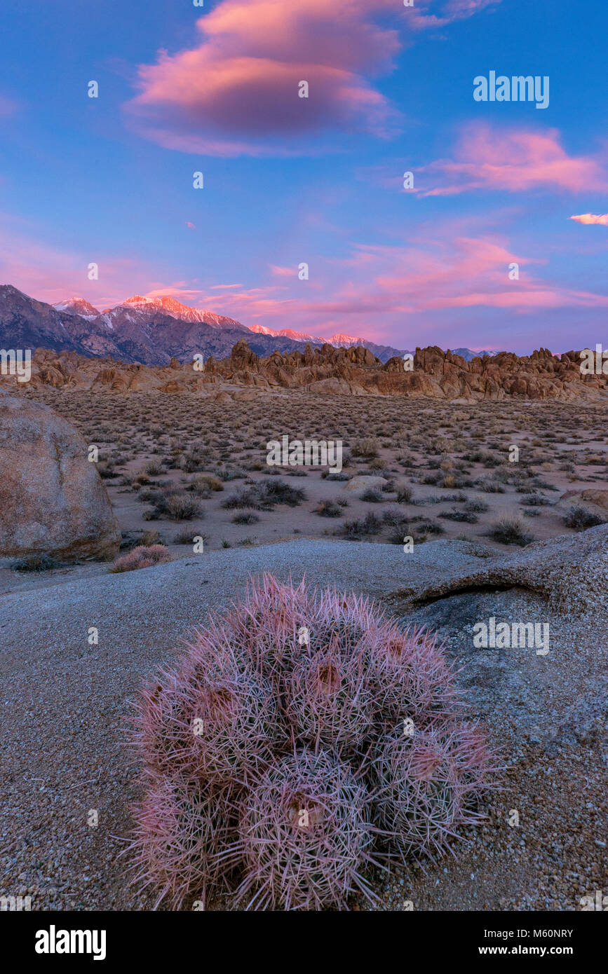 Sunrise, Cottontop Cactus, Echinocactus polycephalus, Alabama Hills, Eastern Sierra, Inyo National Forest, California Stock Photo