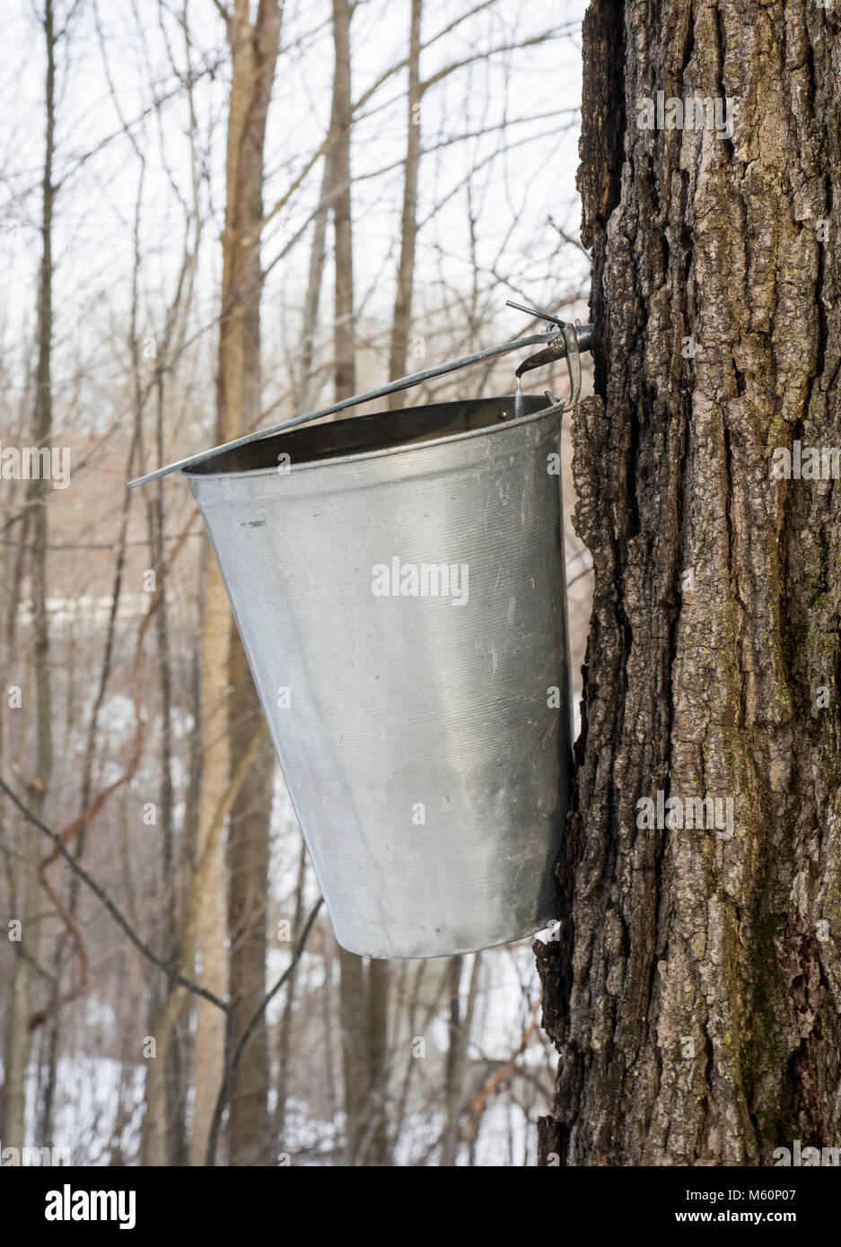The first run of sap in Ontario for the 2018 maple syrup season. Stock Photo