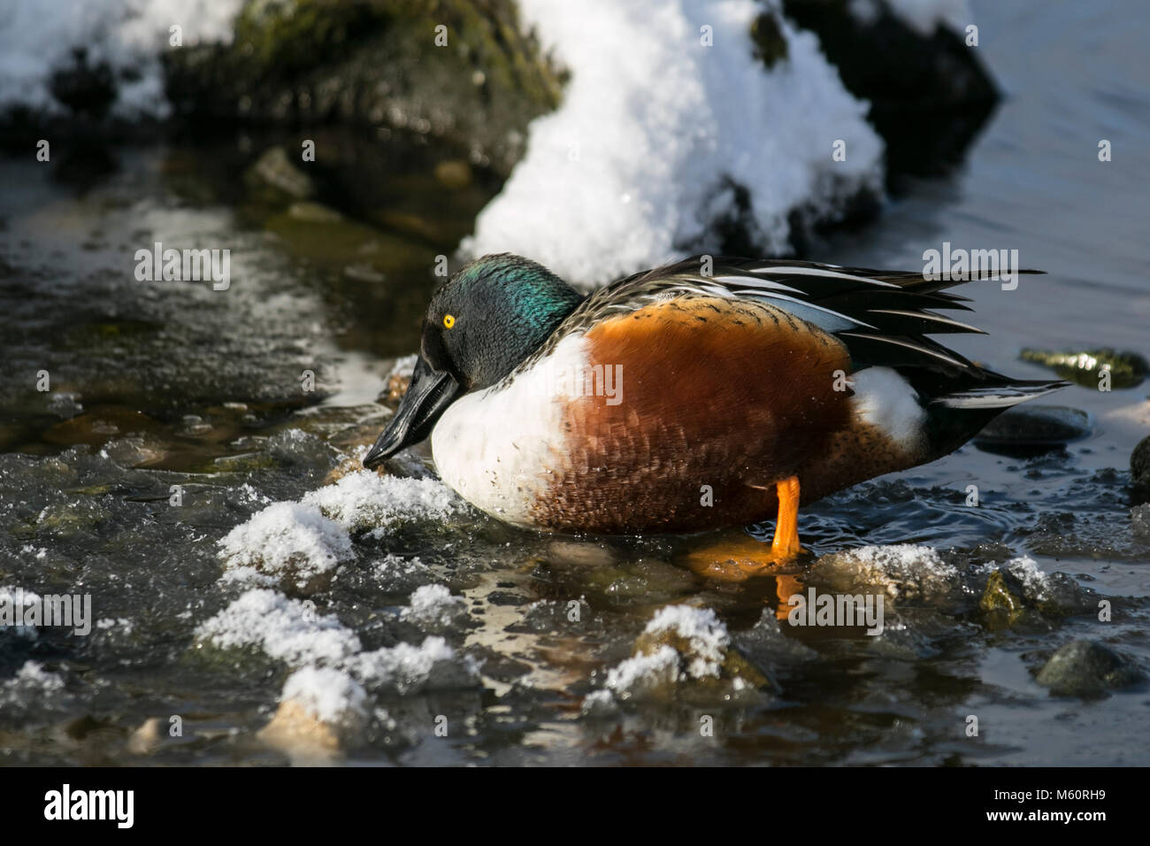 Tarleton, Lancashire, 27th Feb, 2018. UK Weather. Wildlife and waterfowl hunt for food in cold winter frost.Baer's pochard, Critically Endangered species, is a diving duck found in eastern Asia. It breeds in southeast Russia and northeast China, migrating in winter to southern China, Vietnam, Japan, and India. The name commemorates the Estonian naturalist Karl Ernst von Baer. Stock Photo